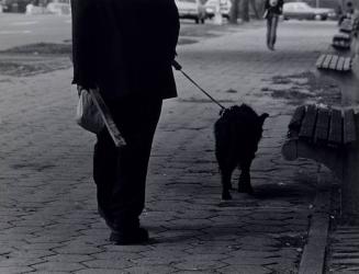 Man Walking a Black Dog