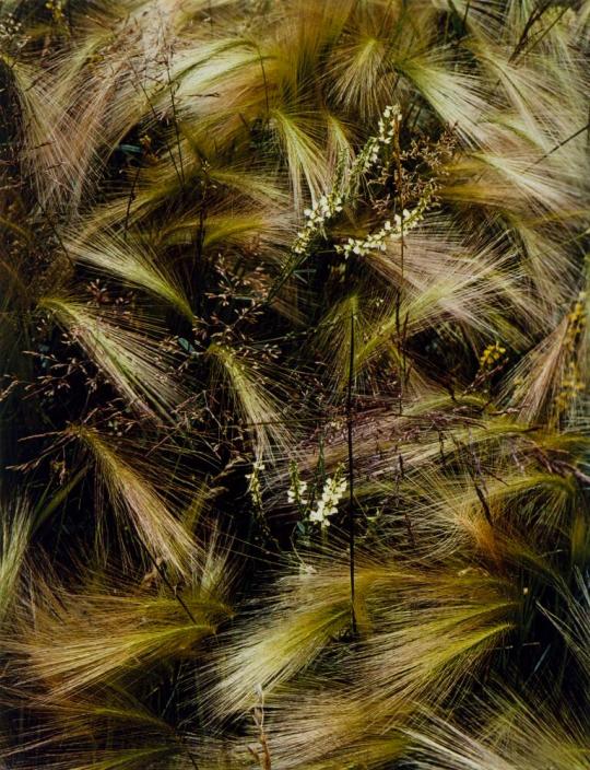 Foxtail Grass, Lake City, Colorado, from the series Intimate Landscapes