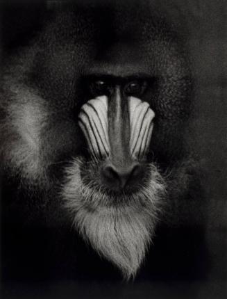 Portrait of Mandrill