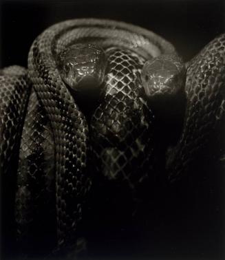 Snakes