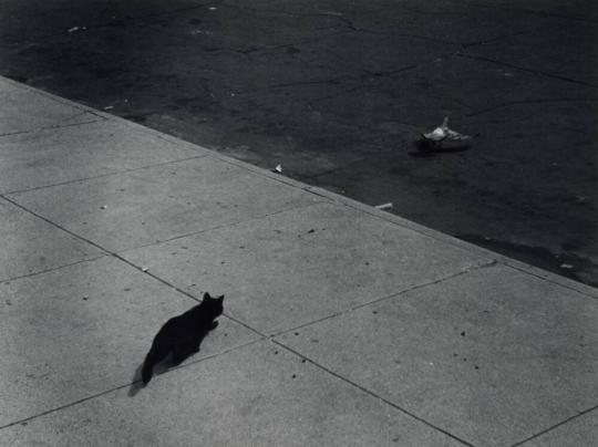 Cat Stalking Pigeon