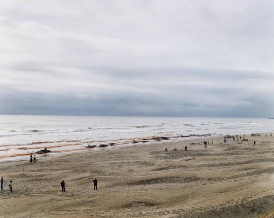 Approximately 17 of 41 Sperm Whales That Beached and Subsequently Died, Florence, Oregon