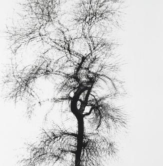 Multiple Exposure Trees, Chicago