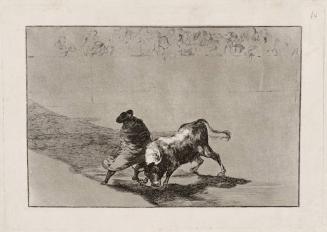The Clever 'Student of Falces' Infuriates the Bull by Moving about Wrapped in his Cloak, Plate 14