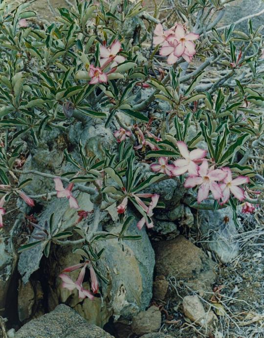 Desert roses, Tsavo West, Kenya