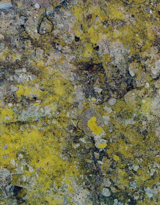 Lichen-covered boulder, Between San Javier and Comondú, Baja California