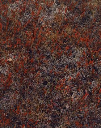 Blueberry bushes, Near Keene Valley, Adirondack Park, New York