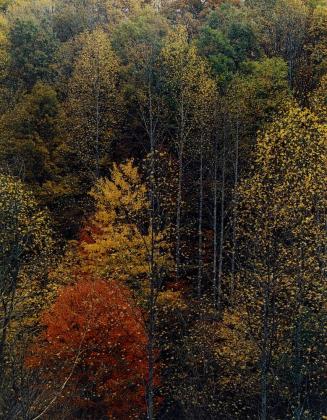 Colorful trees, Newfound Gap Road, Great Smoky Mountains National Park, Tennessee