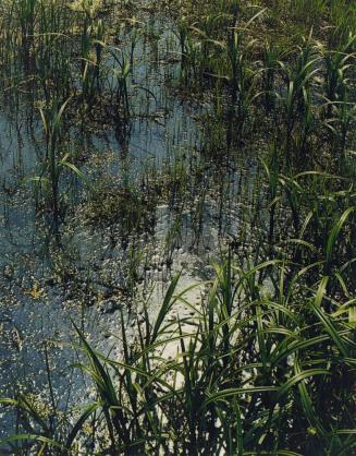 Near Mason Pond, Hamilton County, Adirondack Park, New York