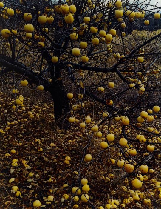 Frostbitten apples, Tesuque, New Mexico