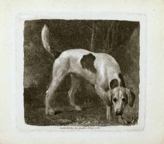 Dog (A Foxhound on the Scent)
