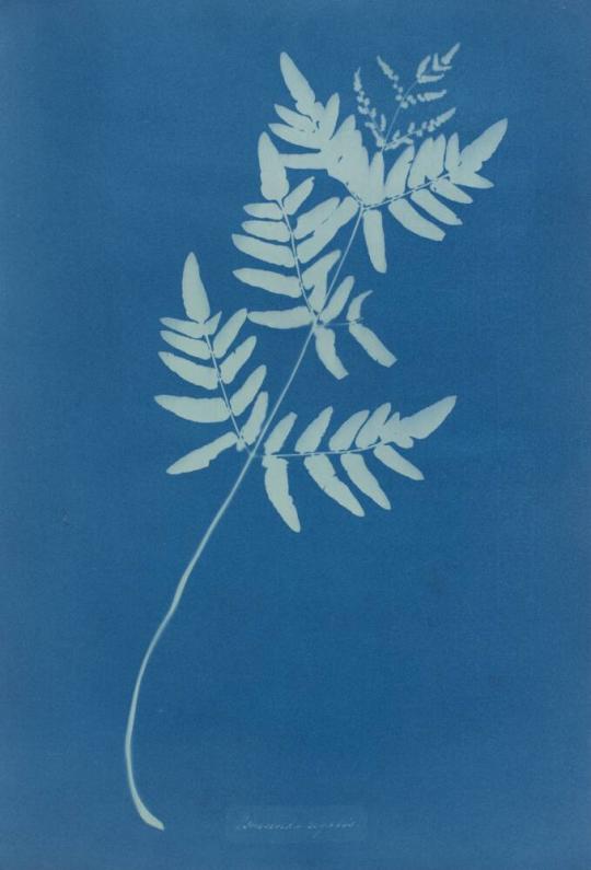 Anna Atkins 