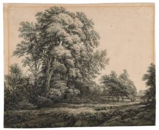 Forest Landscape