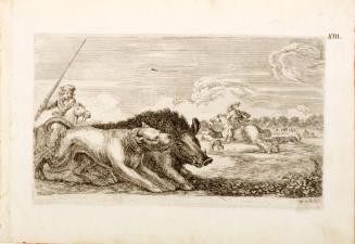 Il cinghiale si dirige verso destra (The wild boar heads toward the right)