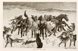 Broncos and Timber Wolves and Horses of The Plains