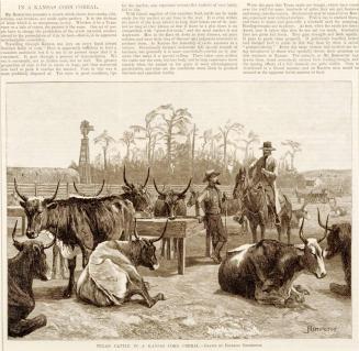Texas Cattle in a Kansas Corn Corral