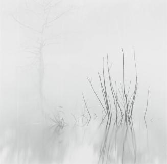 Reeds with Cypress, Village Creek, Big Thicket National Park