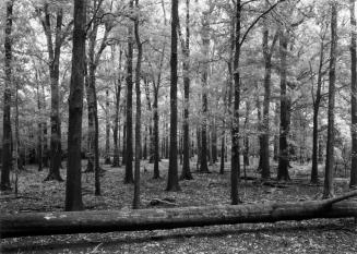 Overcup Oaks, Little Sandy