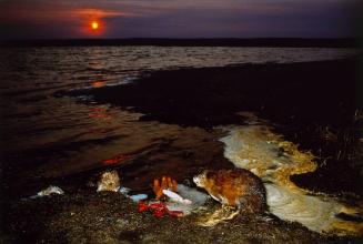 Muskrats and Fisherman's Flotsam