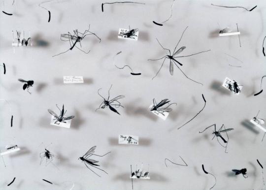 Rhythmic Arrangement: Mosquitos Trap 2