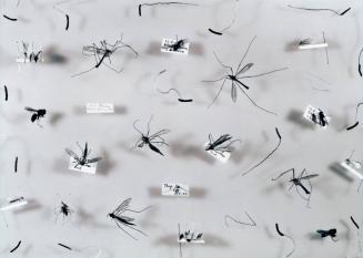 Rhythmic Arrangement: Mosquitos Trap 2
