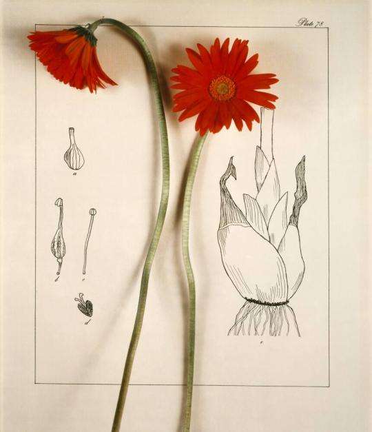 Botanical Layout:  African Daisy (Plate 78)