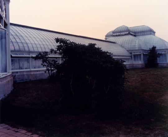 Untitled, from the series Conservatory