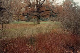 Planting Fields Arboretum, Oyster Bay, NY (1082/15-11)