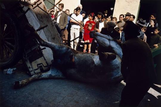 Fallen Horse, Spain