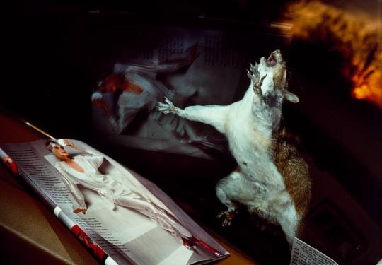 Eastern Grey Squirrel on Windshield