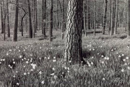 Daffodil Farm, Kilgore, Texas