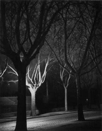 Quai de Bercy, Trees Near the Wine Market