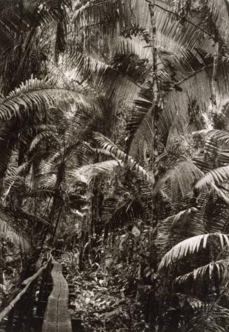 Palm Forest, Ecuador