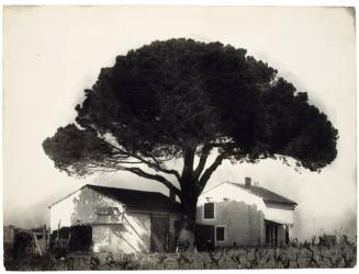 Tree Near Arles