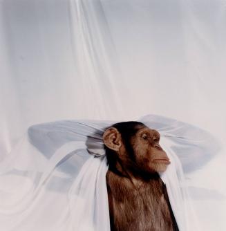 Chimpanzee with Curtain