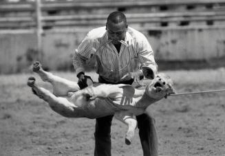 Tying a Calf