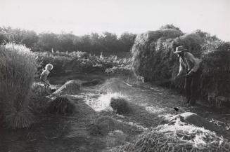 Wheat Threshing; Ukraine