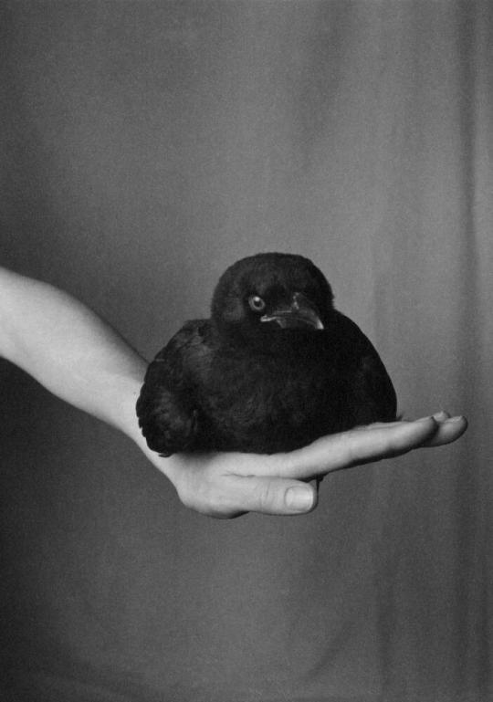 Fledgling American Crow