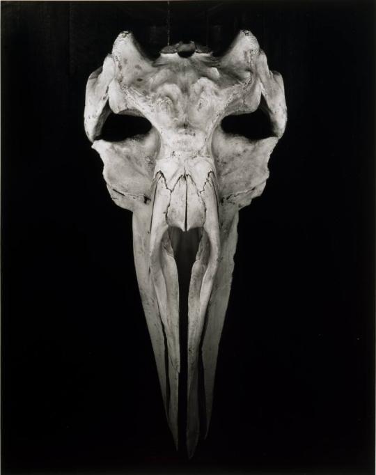 Whale Skull, Big Sur