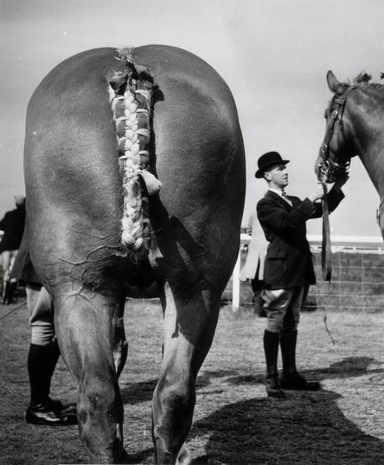 The Royal Horse Show, Newcastle, England