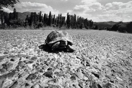 Turtle, Turkey