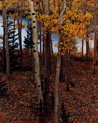 Aspens by Lake, Broadmoore Lodge, Pike National Forest, Colorado