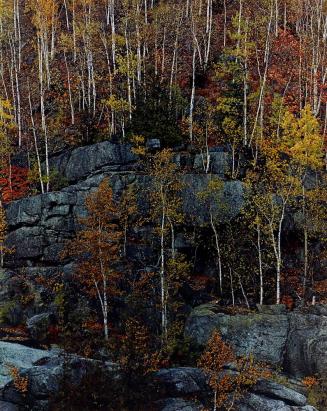 Birch Trees on Cliff, Near Keene Valley, Adirondack Park, New York