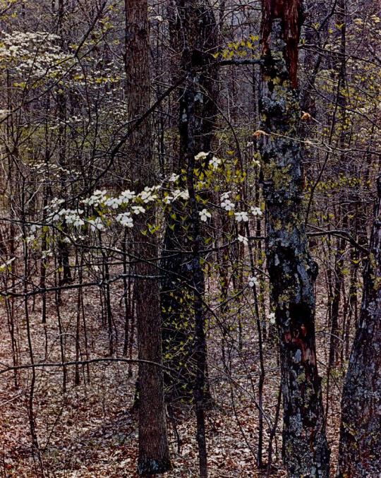 Dogwood and Oak Trees, Red River Gorge, Kentucky