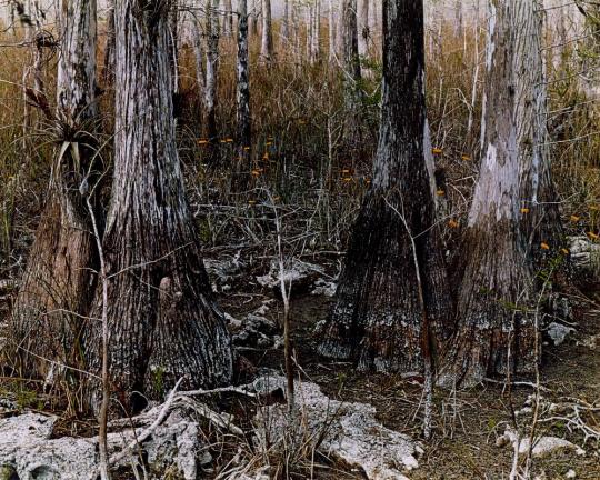 Dry Cypress Swamp, Tamiami Trail, Florida