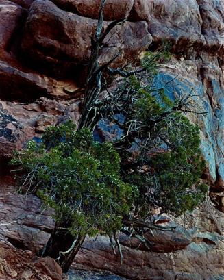 Juniper Tree, Arches National Monument, Utah