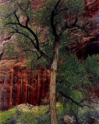 Old Cottonwood Tree, Moki Canyon, Glen Canyon, Utah