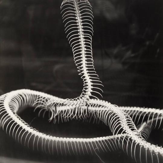 Skeleton of Snake