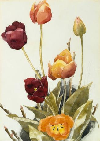 Tulips