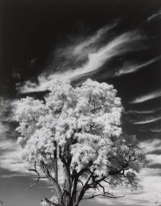 Tree and Clouds, Rochester, N.Y.